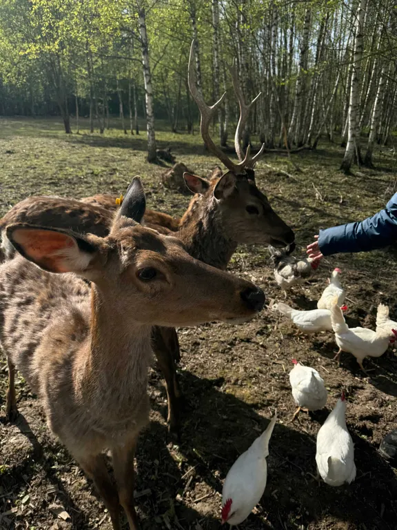 Домик в лесу с пятнистыми оленями и кроликами
