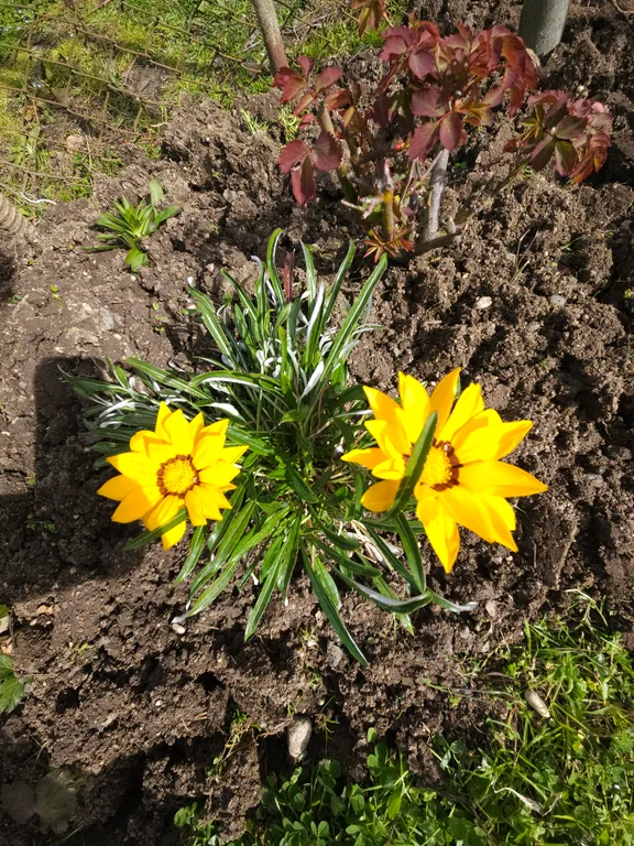 Квартира Комната — Гагра