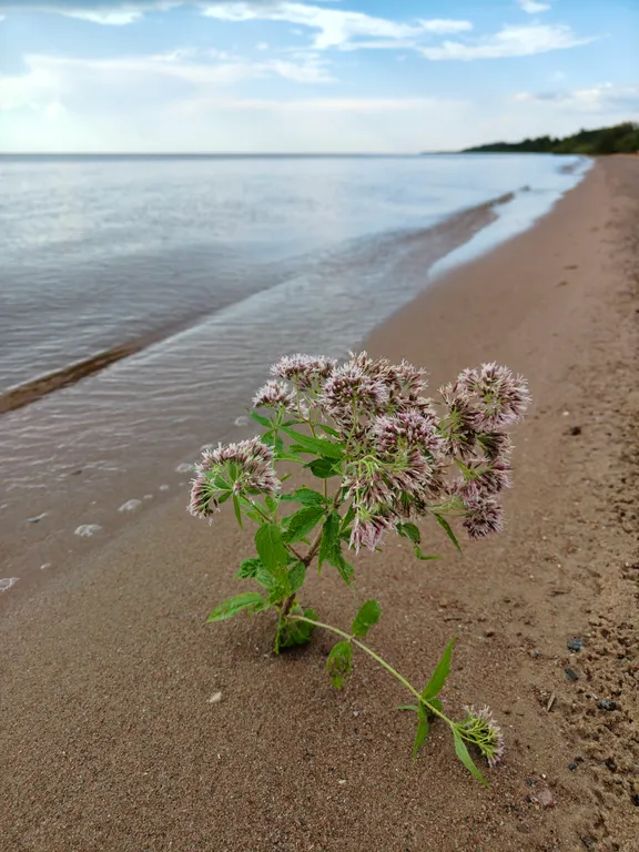 Дом с видом на Чудское озеро