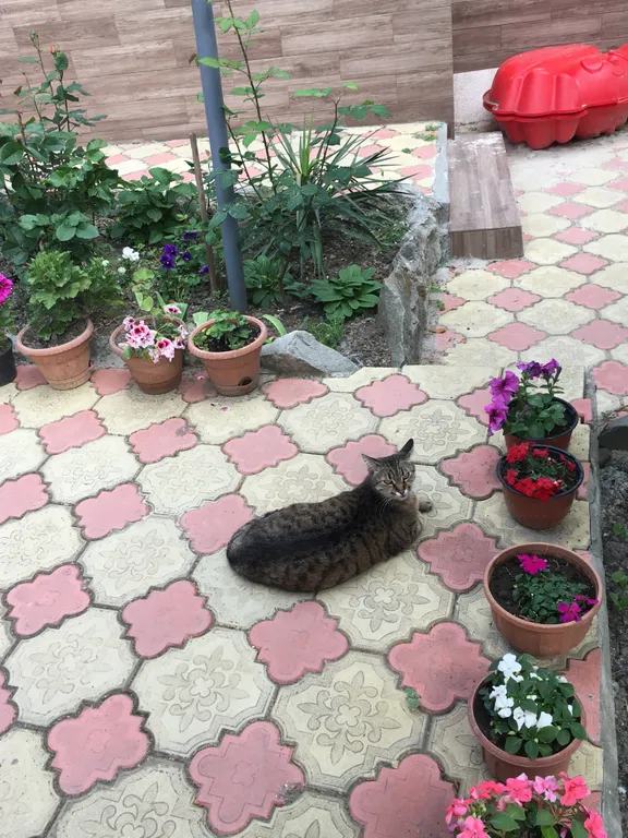 Коттедж Уютный домик — Ялта