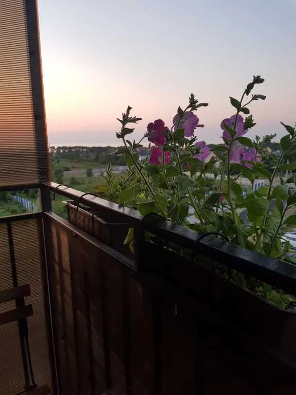 Уютная квартира с видом на море — аренда посуточно в Пионерский