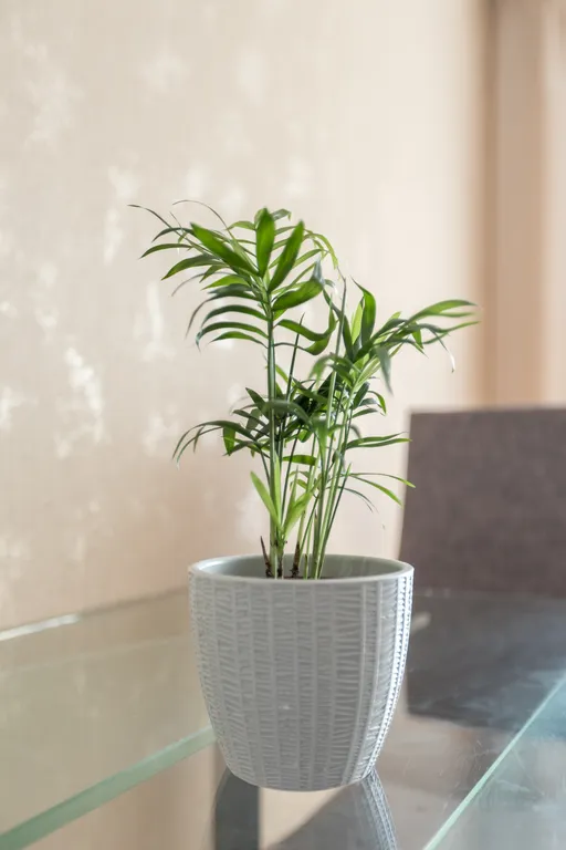 Квартира Gold