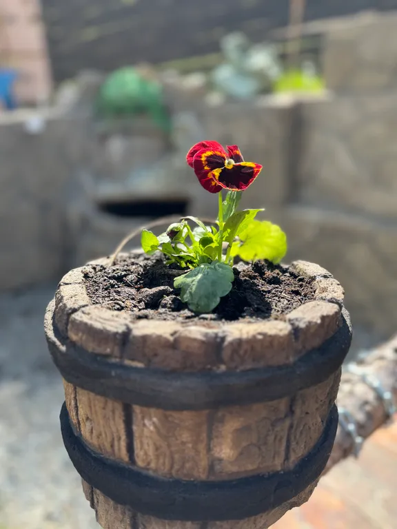 Гостевой домик в Листвянке