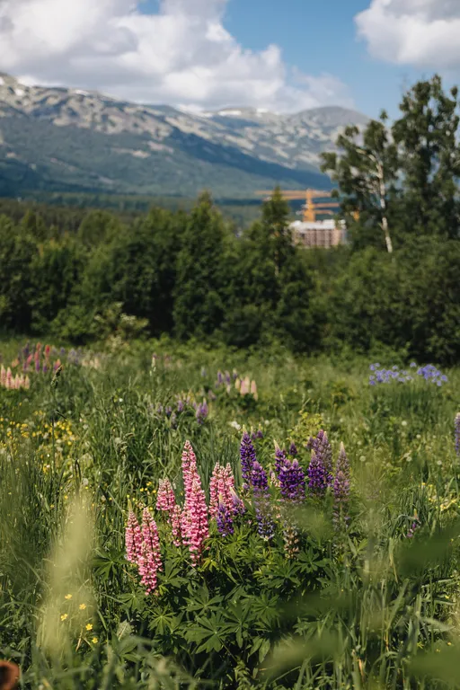 Гостевой дом Бисквит