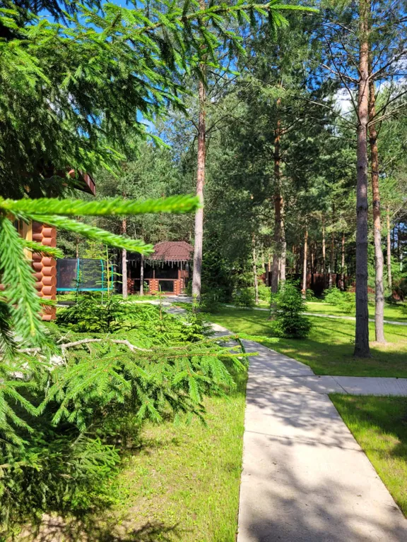 Дом в сосновом лесу