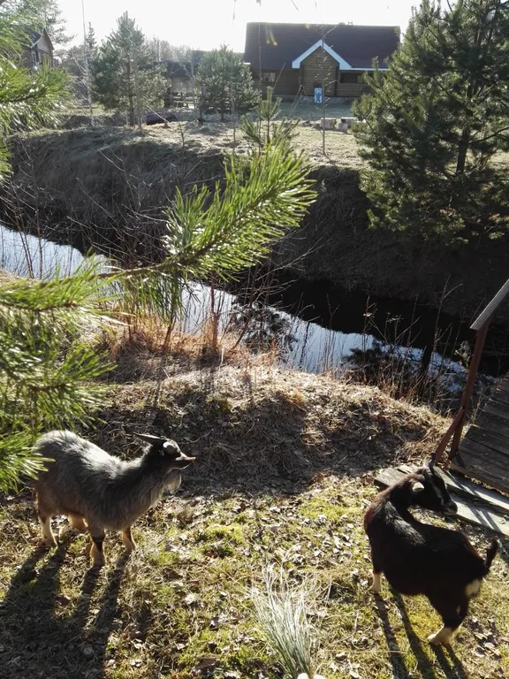 Усадьба Медвежий угол в лесу на берегу озера