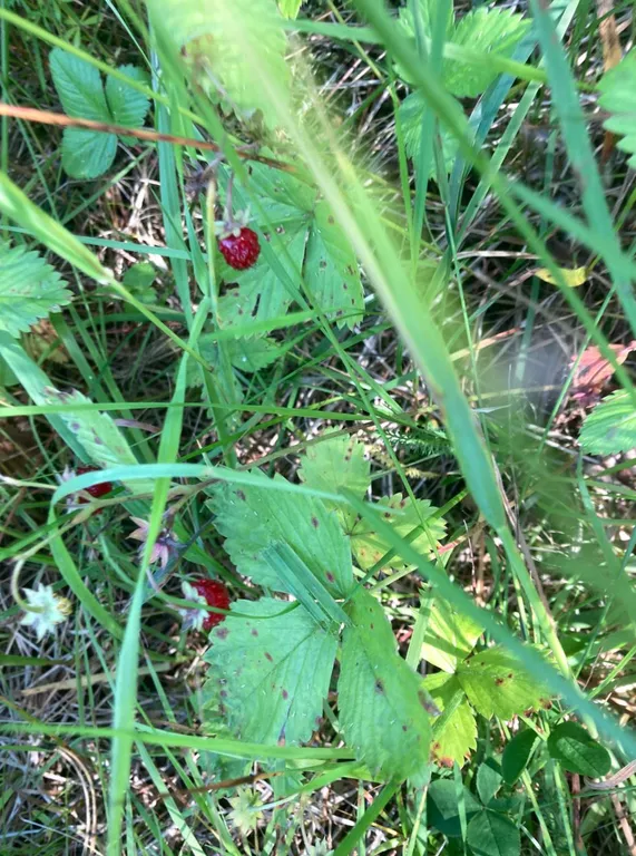 Дом на первой линии реки в тишине леса под Тверью