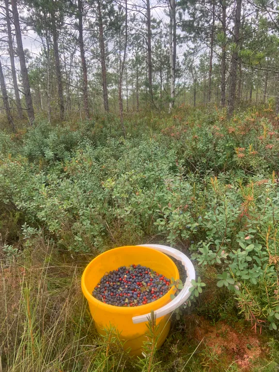 Агроэкоусадьба Отблеск Эдема