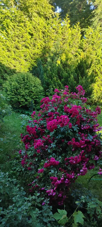 Студия в частном доме