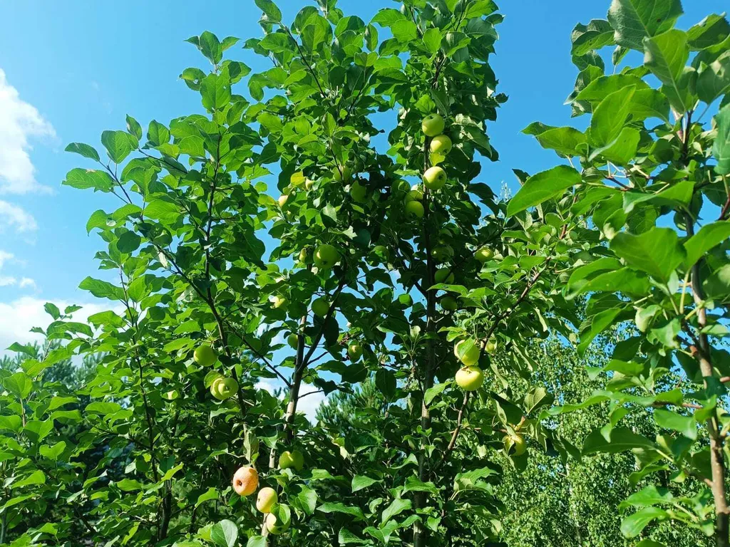 Дом Emirell Altai