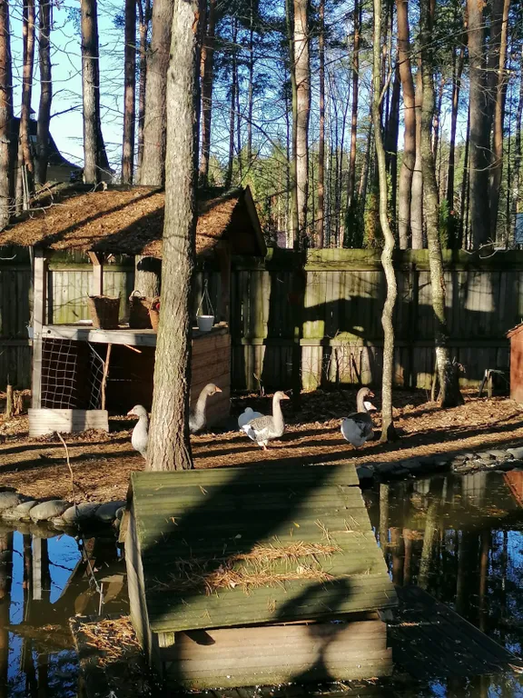 Уютный коттедж в сосновом лесу рядом с Москвой