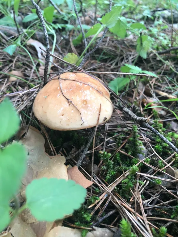 Апартаменты в соснах