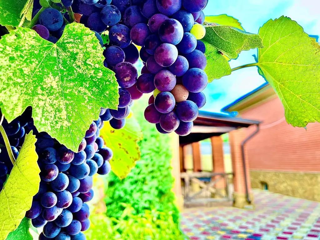 Огромный дом для большой семьи Лоза винограда