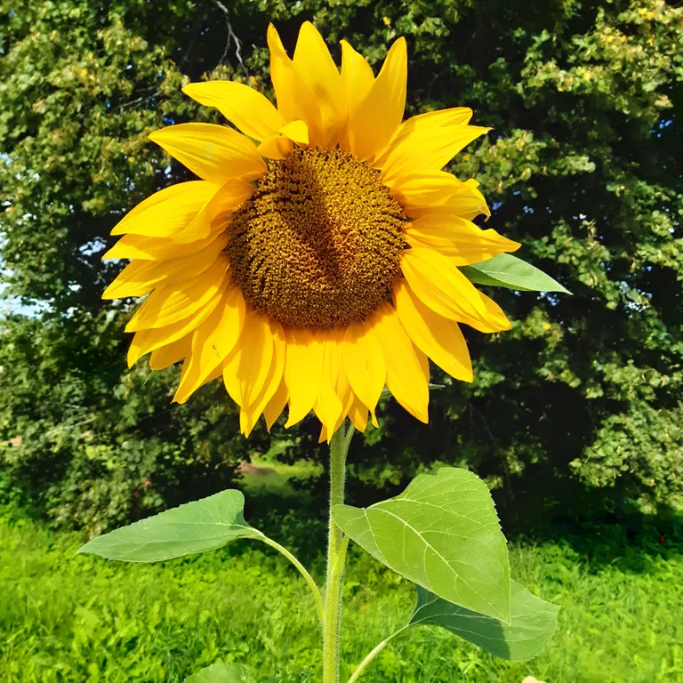 Дом в деревне