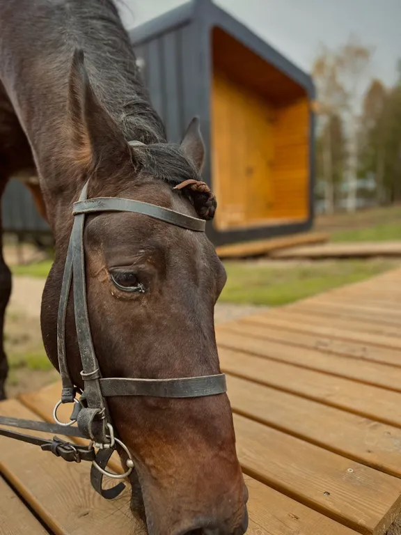 Глэмпинг увеличенной площади