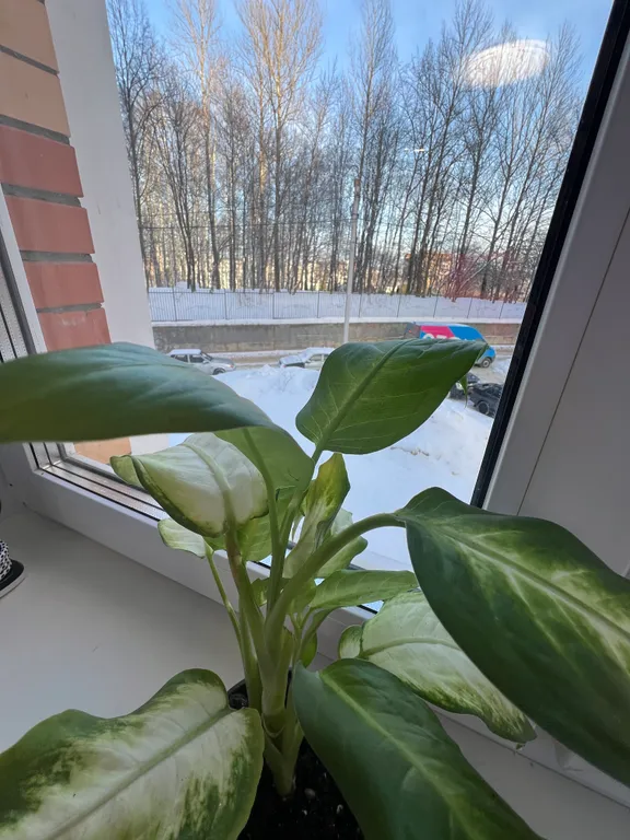 Уютная квартира рядом с парком «березовая роща»