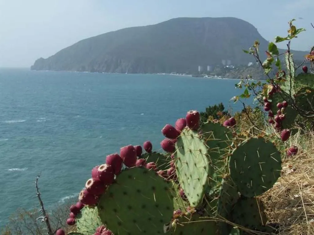 Двухкомнатная квартира у самого моря! (Первая линия]