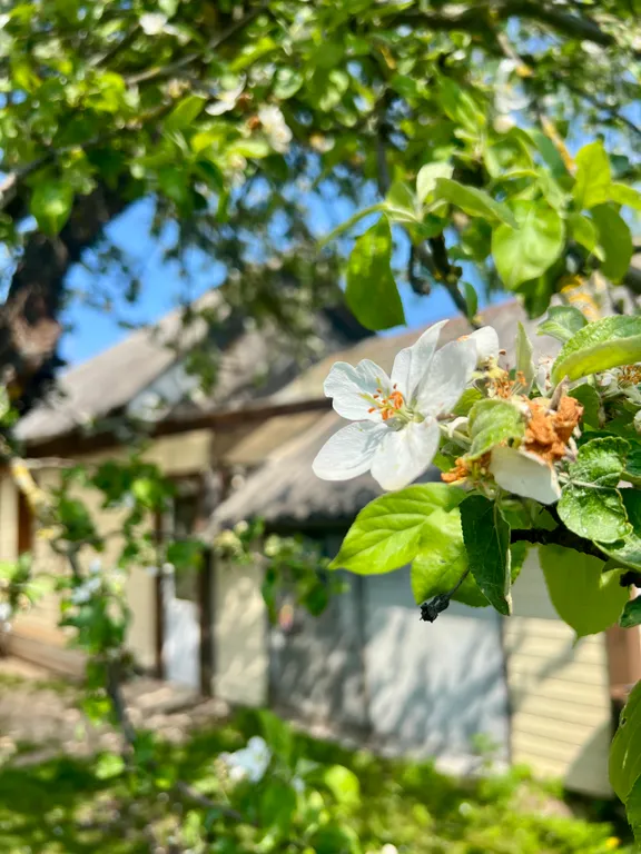 Коттедж Милый домик рядом с озером Ильмень — Великий Новгород