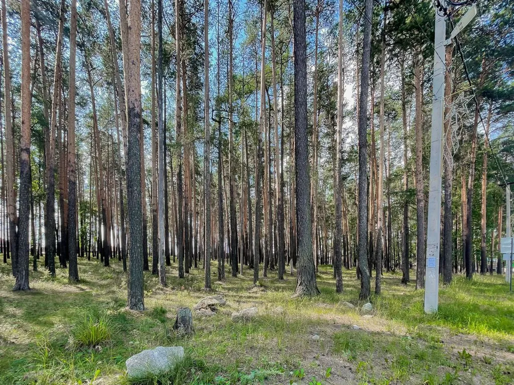 Коттедж в лесу