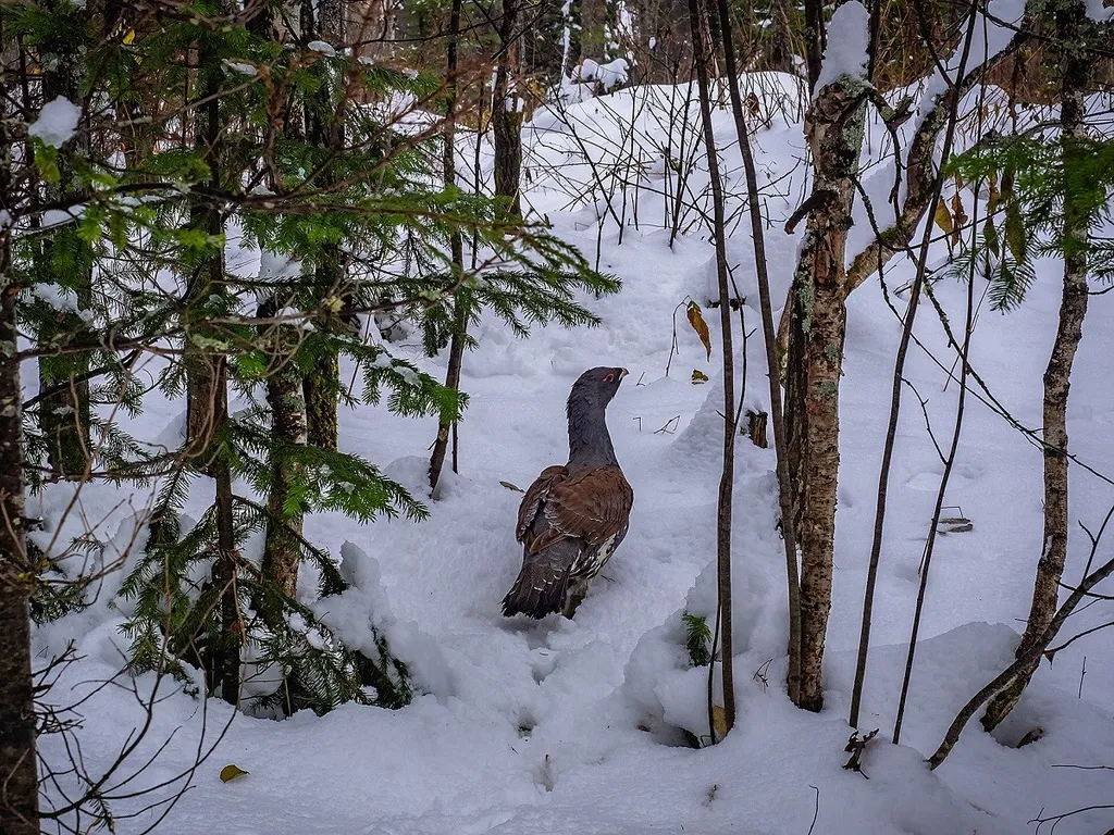 Коттедж 3-комнатный Дом — Маслозеро