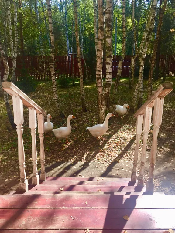 Вишнёвый домик в Махре