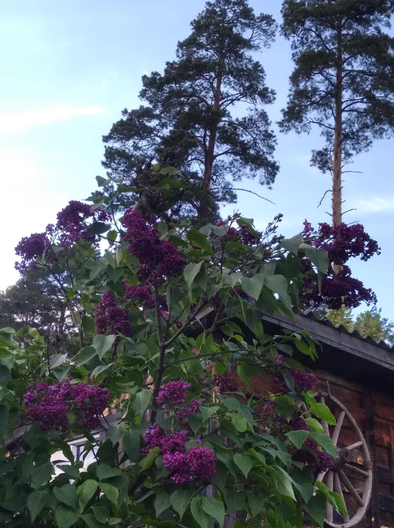 Лесной домик за рекой