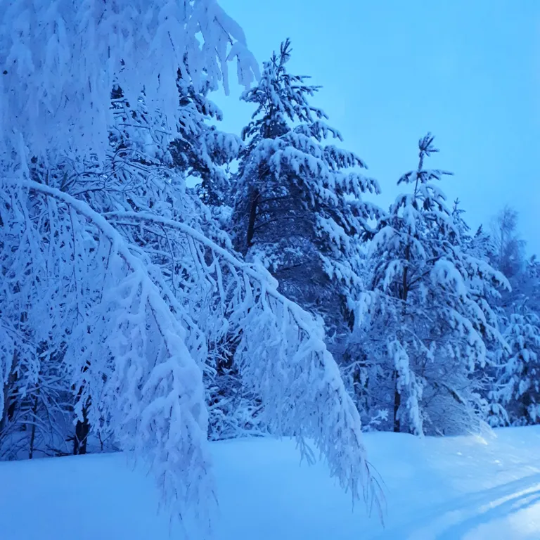 Эко-коттедж в Керженском заповеднике