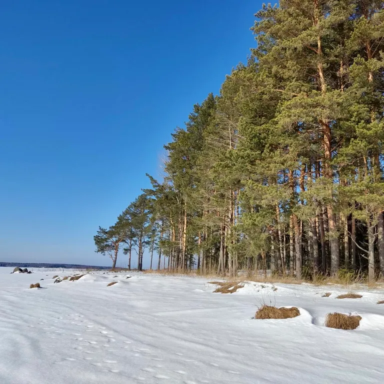 Коттедж Коттедж на озере Волго на Селигере в сосновом бору — Турбаза Чайка