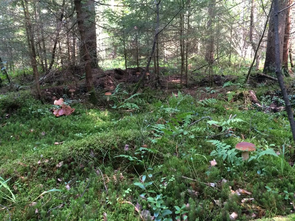 Коттедж Дом на берегу реки, в окружении леса с баней и чаном — Старово