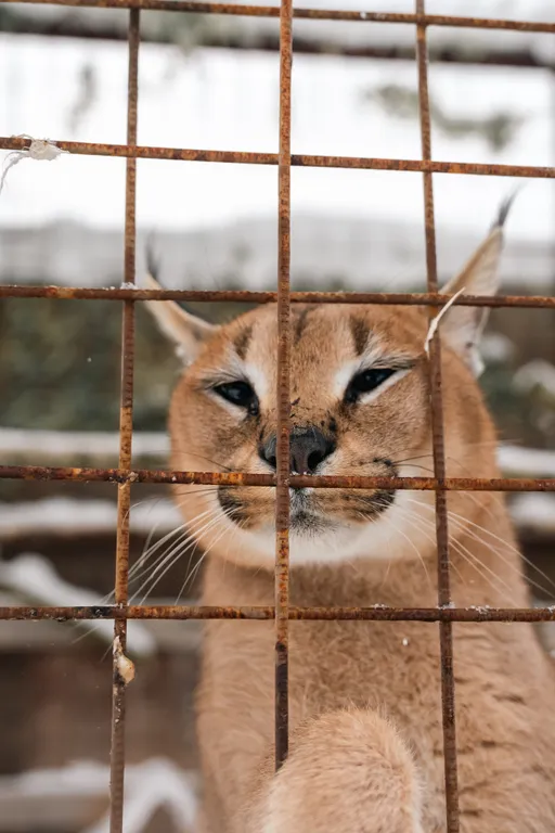 Дом с каракалами, банeй на дpовax, мангалом и казaном