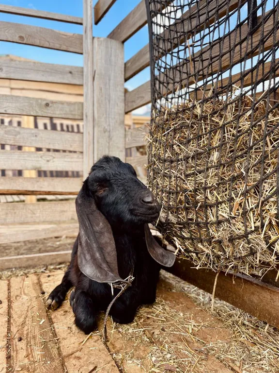 Домик с качелью на семейной мини-ферме фазенда