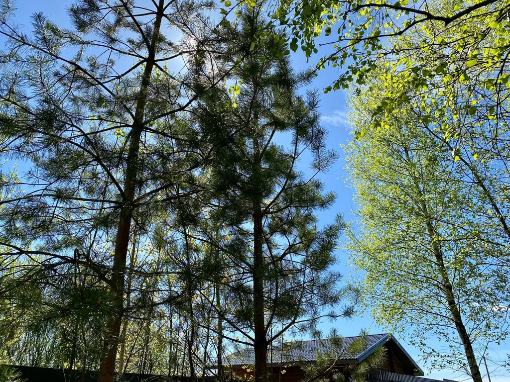 Домик с видом на лес