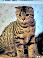 Людмила Трушина