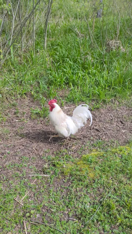 Чудо-дача, дом Акула на берегу пруда