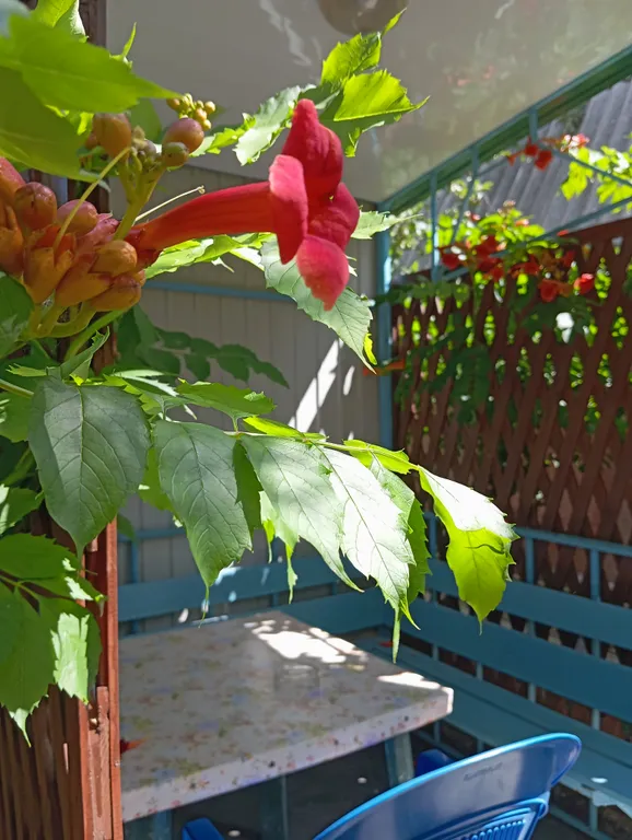 Двухкомнатный номер с беседкой