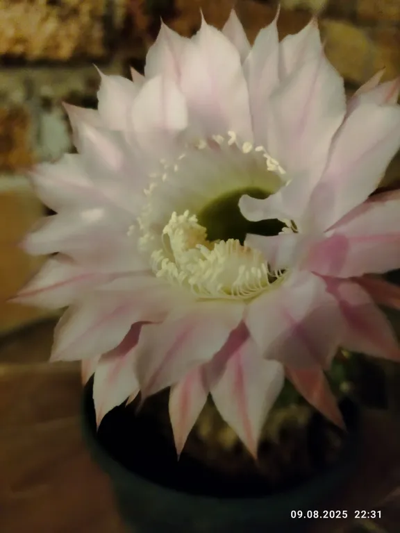 Ракушка Казантипа