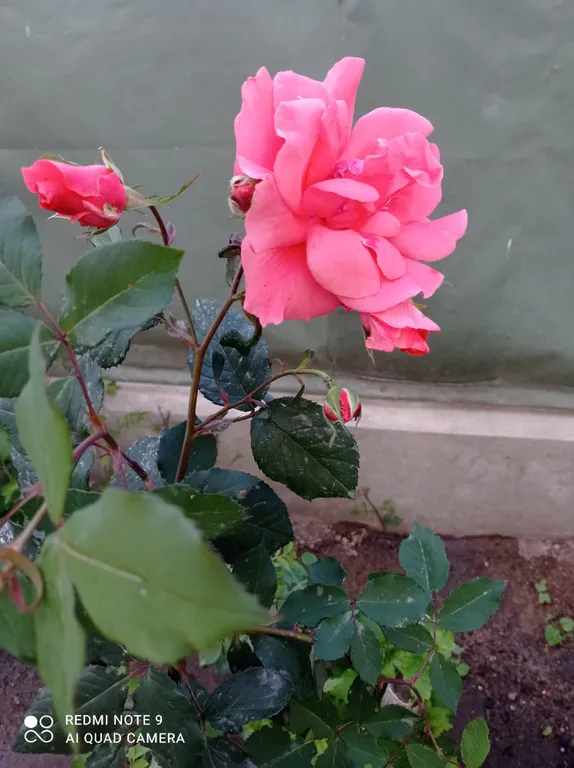 Номер в частном доме Полулюкс