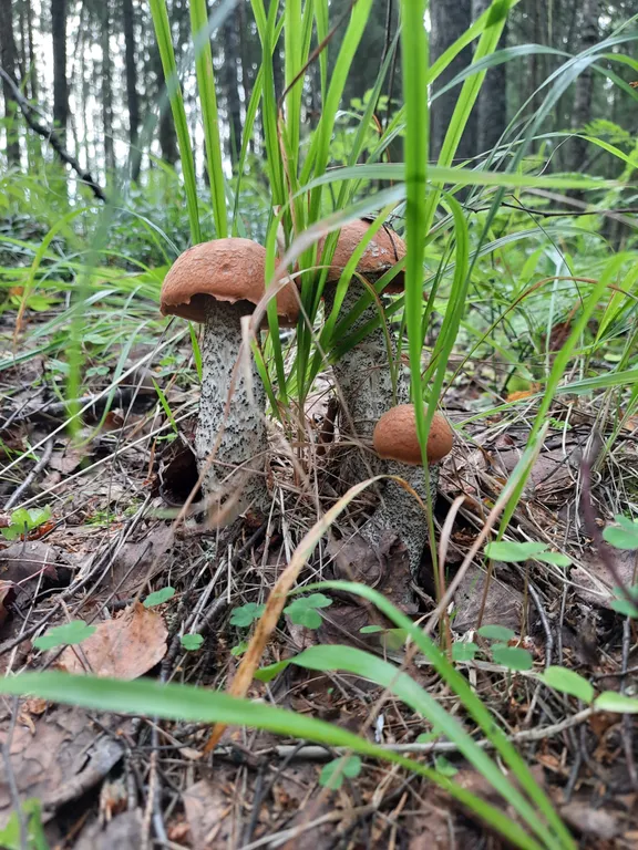 Домик с видом на озеро