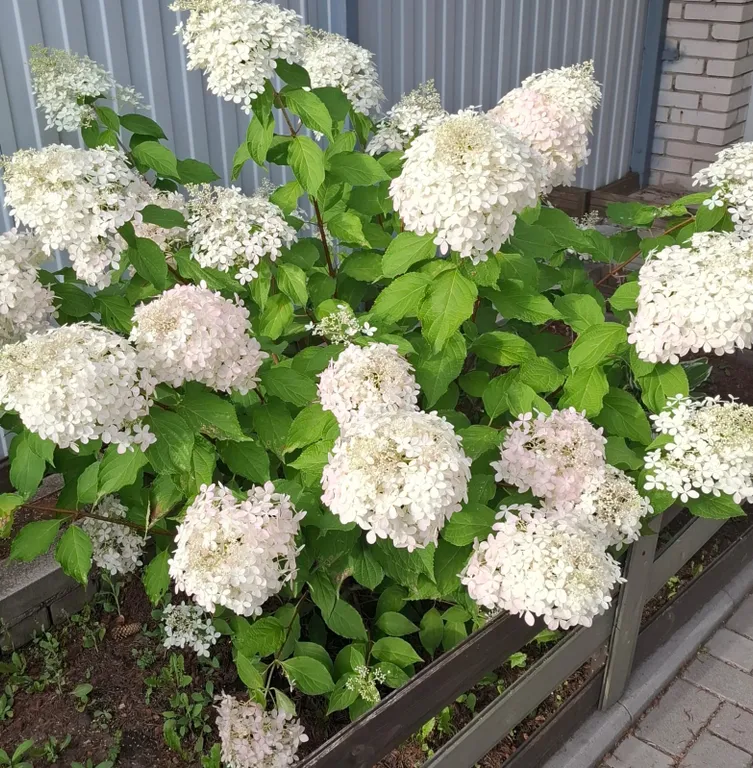 Вариантъ у монастыря