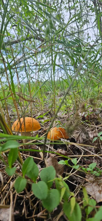 Большой дом в Карелии на Медовом Ранчо у озера Онего