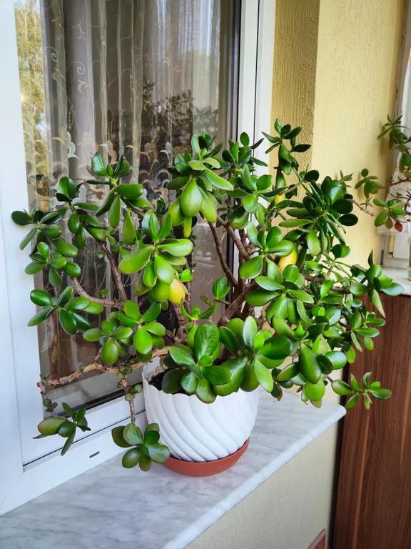 Квартира Уютная 2-комнатная квартира на побережье Балтийского моря — Пионерский