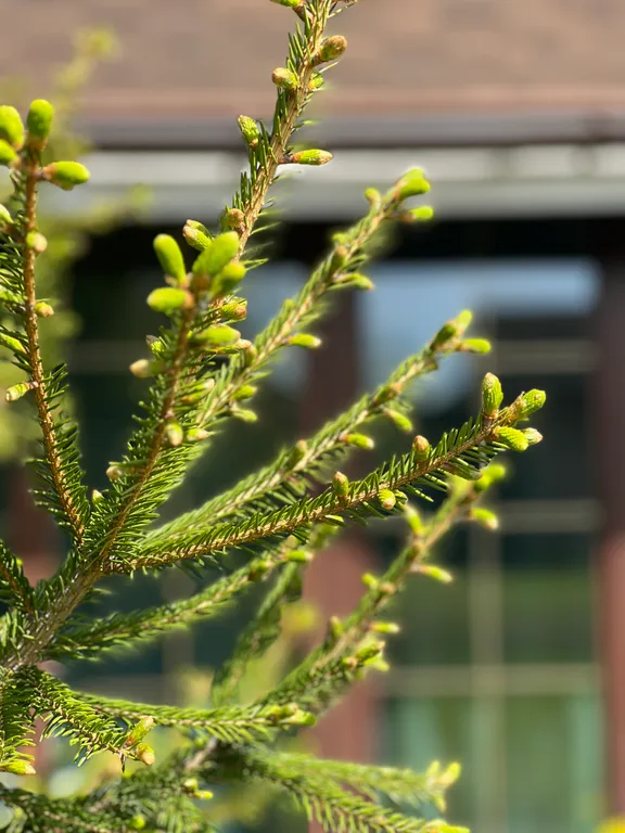 Дом шале Седельниково