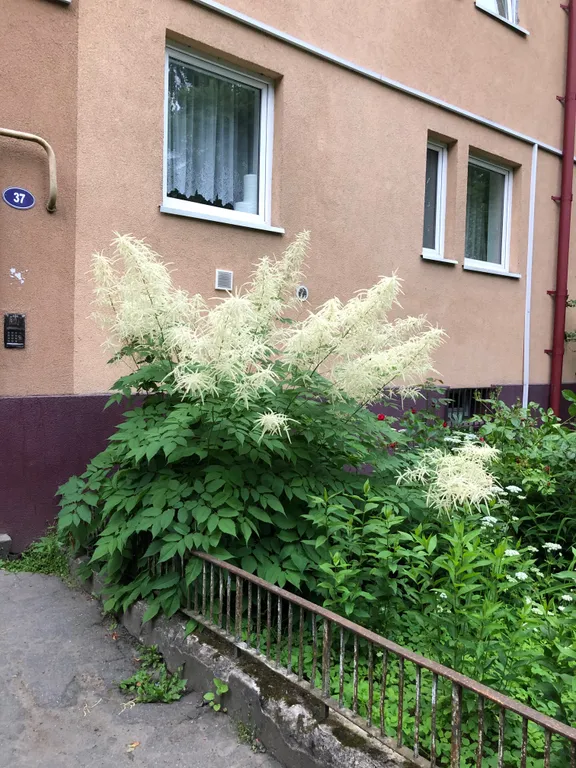 Квартира Квартира в немецком доме в районе Амалиенау — Калининград