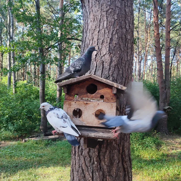 Евродвушка как трёшка