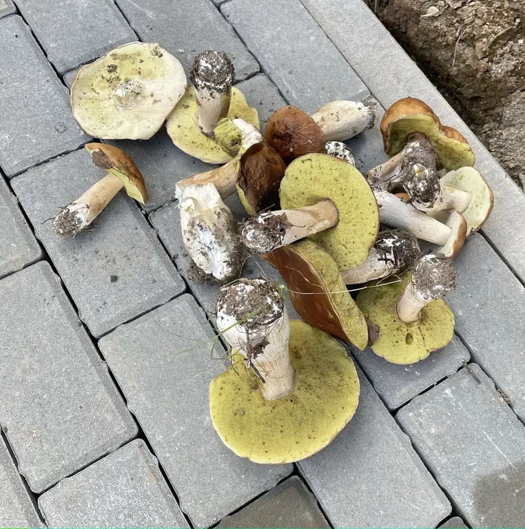 Коттедж Дом в Соловьиной роще — Соловеново