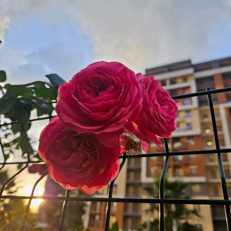 Апартаменты 7 небо