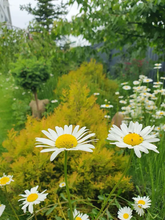 Коттедж FLIGELMUZ (Загородный Музыкальный Флигель). — Северская