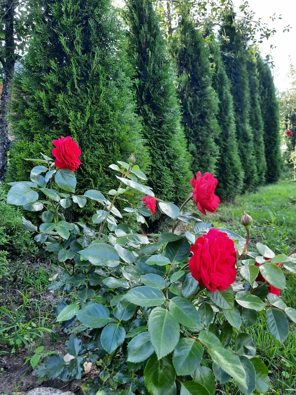 Усадьба со всеми удобствами