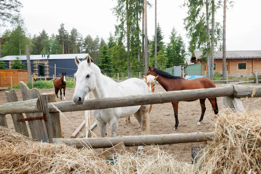 Красивый дом в ёлках