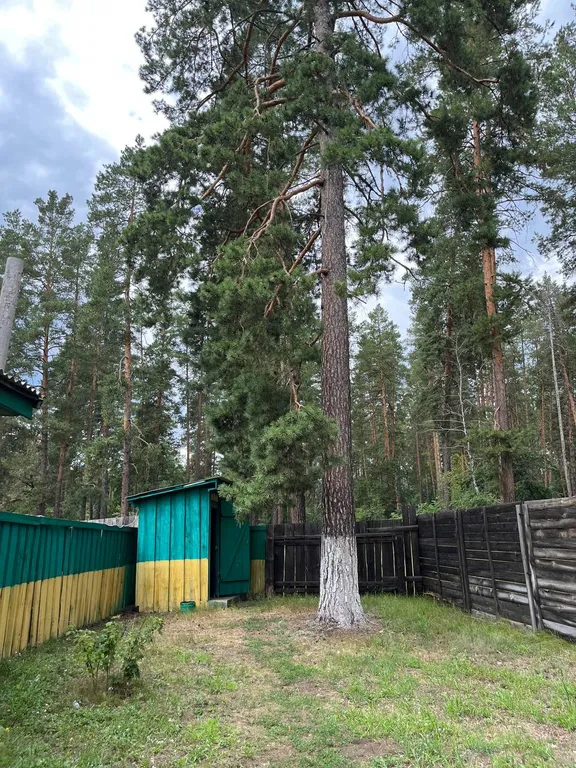 Отдых в Бузулукском бору круглый год с выходом в лес.